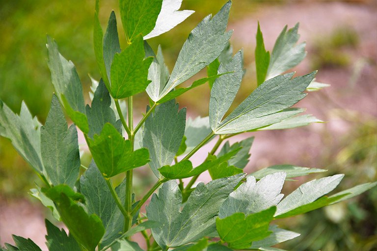 livèche, levisticum officinale, insolites, aromatiques, potager, plante, Astuce, conseils, Ecole du Jardin, Jardinerie Tarnaise, Albi, Castres, Tarn