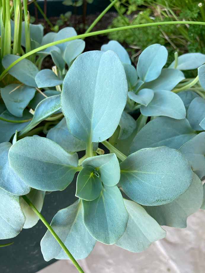 mertensia maritima, plante à huître, insolites, aromatiques, potager, plante, Astuce, conseils, Ecole du Jardin, Jardinerie Tarnaise, Albi, Castres, Tarn