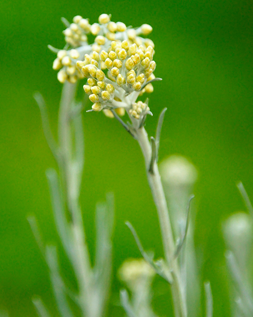 Hélychrisum curry, plante curry, aromatiques, potager, plante, Astuce, conseils, Ecole du Jardin, Jardinerie Tarnaise, Albi, Castres, Tarn