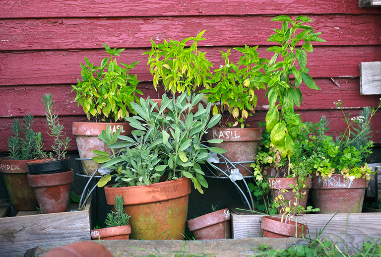 insolites, aromatiques, potager, plante, Astuce, conseils, Ecole du Jardin, Jardinerie Tarnaise, Albi, Castres, Tarn