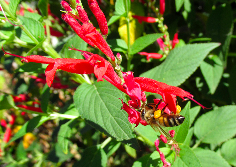 plante ananas, salvia elegans,, aromatiques, potager, plante, Astuce, conseils, Ecole du Jardin, Jardinerie Tarnaise, Albi, Castres, Tarn