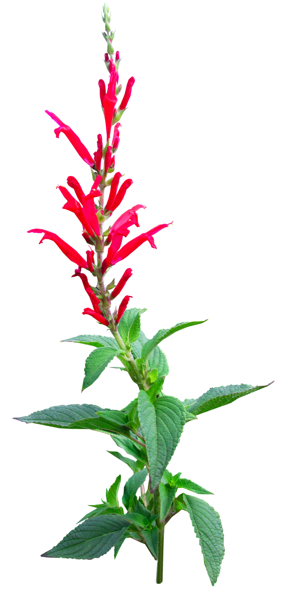 plante ananas, salvia elegans,, aromatiques, potager, plante, Astuce, conseils, Ecole du Jardin, Jardinerie Tarnaise, Albi, Castres, Tarn