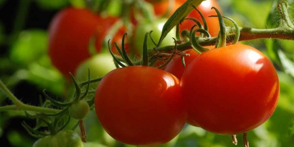 Nos conseils pour de belles tomates