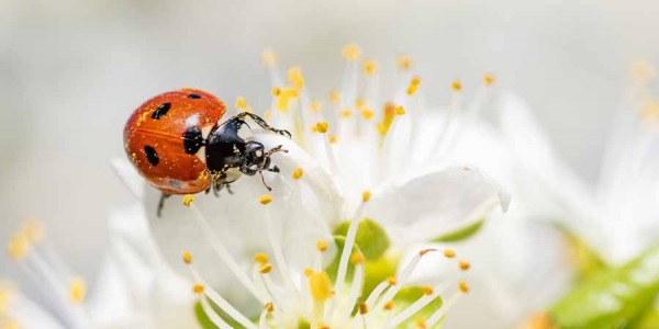 Nos amis du jardin