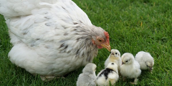 Comment bien accueillir des poules dans son jardin ? 