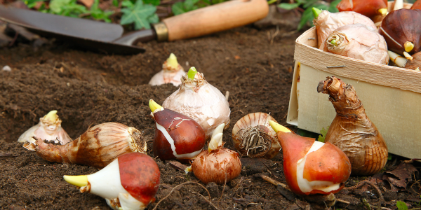 Planter vos bulbes à la mode de chez nous ! 