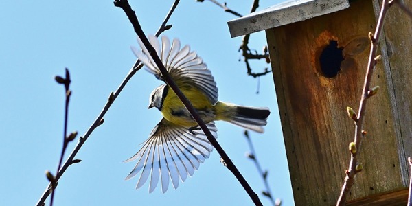 Accueillir les oiseaux de la nature au jardin