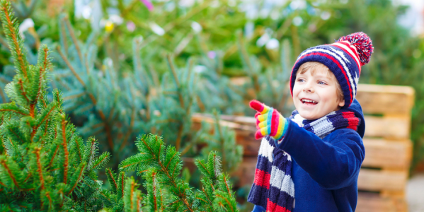 Comment choisir son sapin ? 