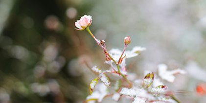 Les 10 arbustes qui fleurissent en hiver