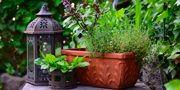 Les plantes insolites du potager