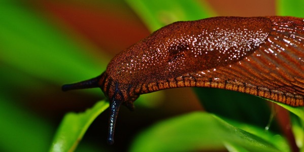 Quelle sont les plantes naturellement répulsives ?