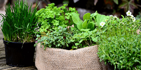 Comment sélectionner des plantes aromatiques pour son jardin ? 