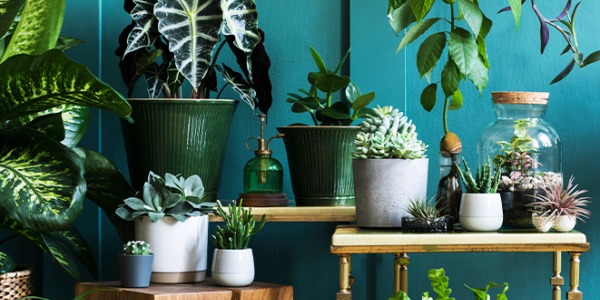 Les bienfaits des plantes en intérieur