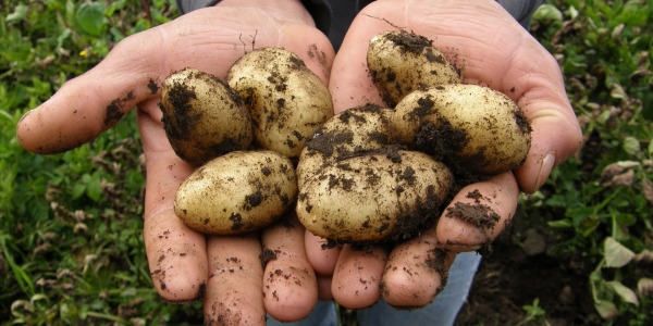 4 façons de cultiver ses pommes de terre