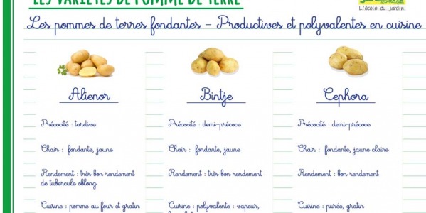 Savez-vous quelle variété de pomme de terre correspond le mieux vos attentes ?