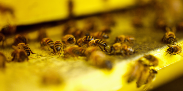 Comment limiter l’essaimage des abeilles ?