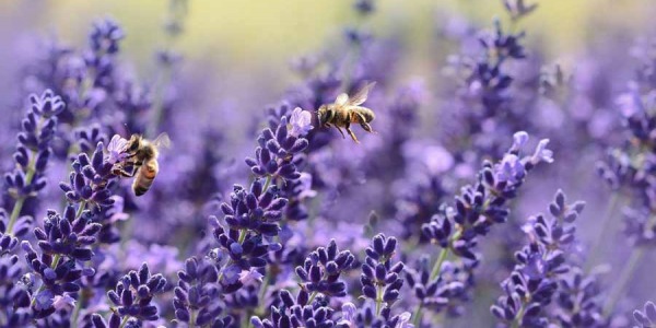 Cultivons la biodiversité